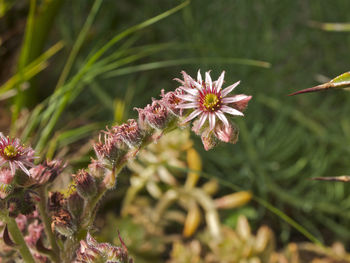 Close-up of flowers blooming outdoors