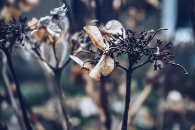 Close-up of wilted plant