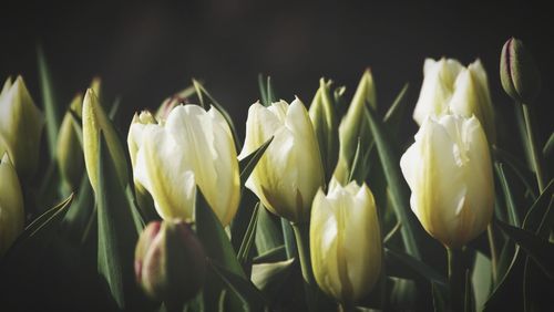 Close-up of flowers over black background