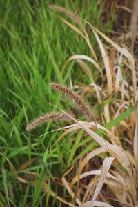 Close-up of grass