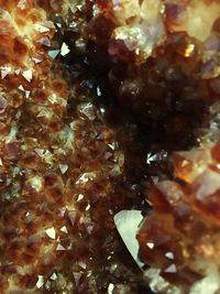 Close-up of jellyfish in water