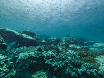 View of fish underwater