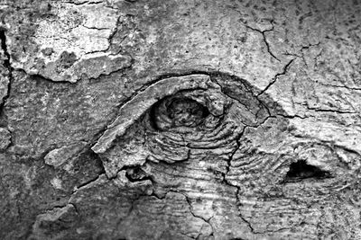 Full frame shot of tree trunk