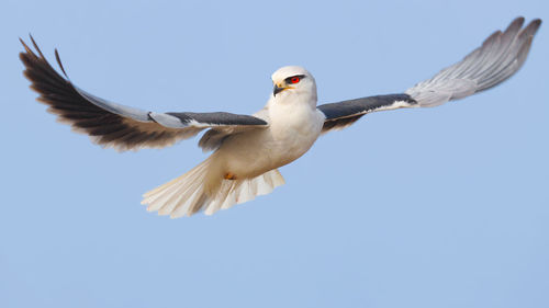 Low angle view of bird flying against clear sky