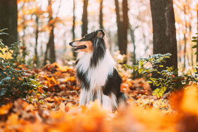 Portrait of dog standing in forest