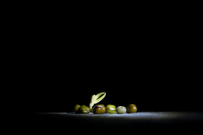 Close-up of fruits against black background