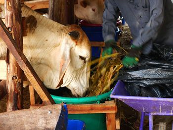 Cows sitting on wood