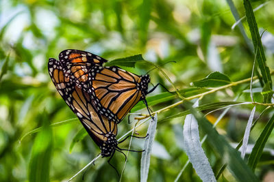 Monarch butterflies mating on stem at park