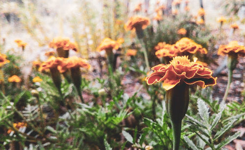 Close-up of flowering plants on field