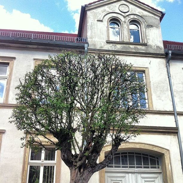 architecture, building exterior, built structure, low angle view, window, tree, residential building, sky, balcony, residential structure, house, building, growth, facade, day, no people, outdoors, branch, arch, plant