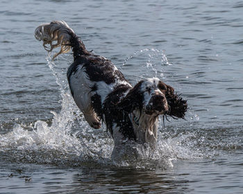Dog running in water