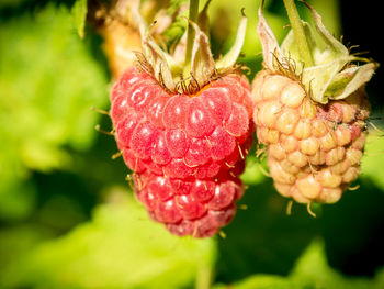 Close-up of strawberry on plant