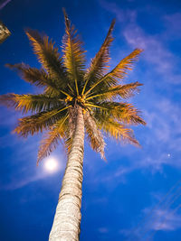 Low angle view of palm tree against sky