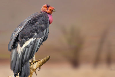 Close-up of condor perching on a tree