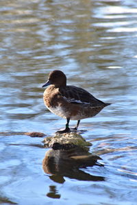 Duck on a lake