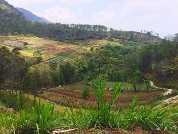 Scenic view of field against sky