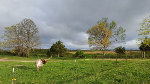 Bull standing on grassy field against cloudy sky