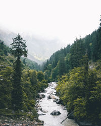 Scenic view of forest against sky