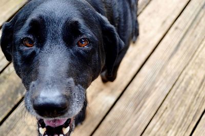 Close-up portrait of dog