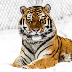 Portrait of a relaxed siberian tiger on snow