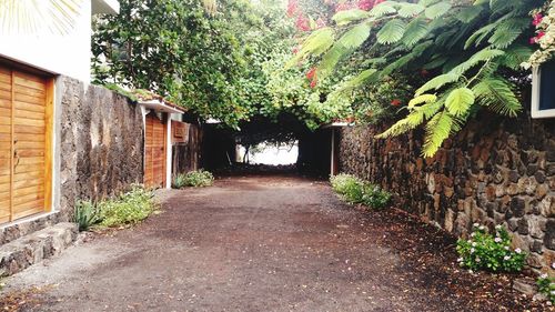 Walkway amidst trees