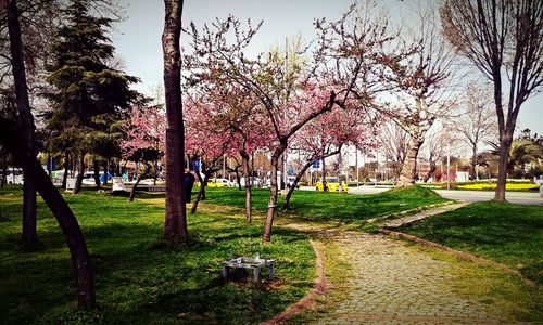 Trees in park against sky