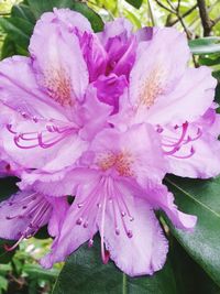 Close-up of pink flower