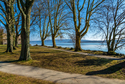 Bare trees on landscape against sky