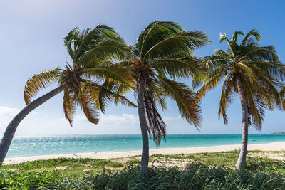 Palm trees on beach against sky