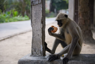 Monkey sitting on tree