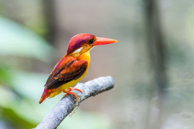 Close-up of bird perching on branch