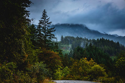 Trees in forest against sky during autumn