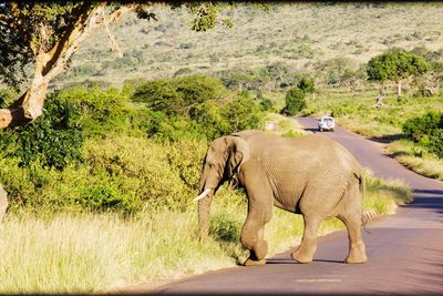 Side view of elephant walking on road