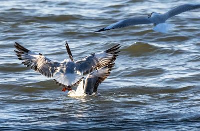 Seagulls flying over sea