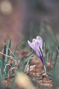 Close-up of purple crocus flowers on field