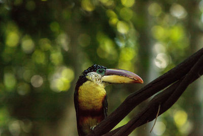 Close-up of bird perching