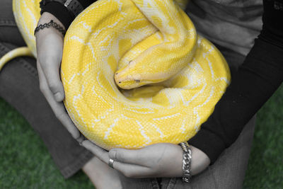 Low section of woman holding yellow snake while sitting indoors