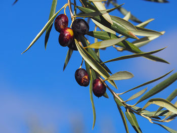 Close-up of berries growing on tree against blue sky