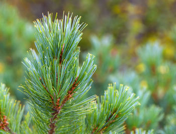 Beautiful green pine brancheh. close up. selective focus