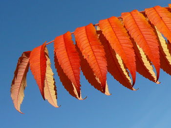 Low angle view of orange plant against clear blue sky