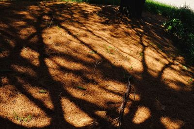 Shadow of tree on field