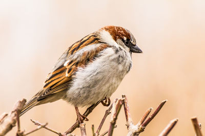 Male house sparrow or passer domesticus is a bird of the sparrow family passeridae