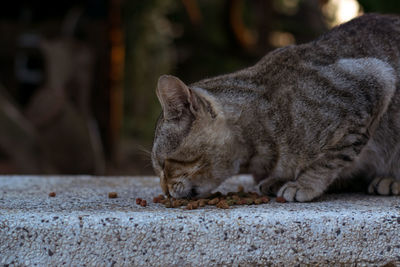 Cat eats treats on a bench