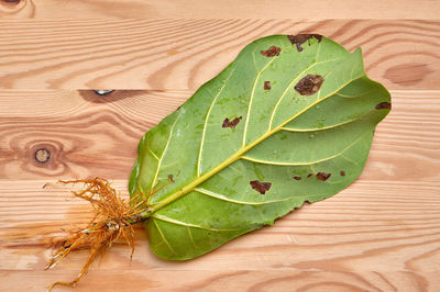 High angle view of caterpillar on leaf