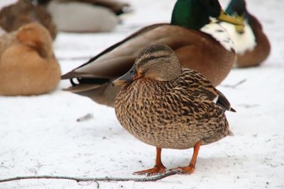 Close-up of mallard duck