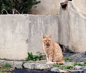 Cat sitting on wall