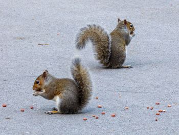 Side view of 2 squirrels on pavement 