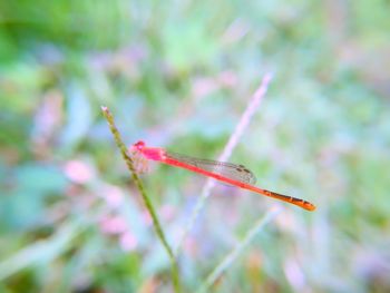 Close-up of dragonfly on plant