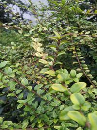 Leaves growing on tree