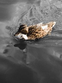 High angle view of duck swimming in lake